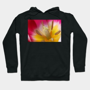 Tulipa 'Ballade' AGM Tulip Lily-flowered Group April  Artistic filter applied to photo Hoodie